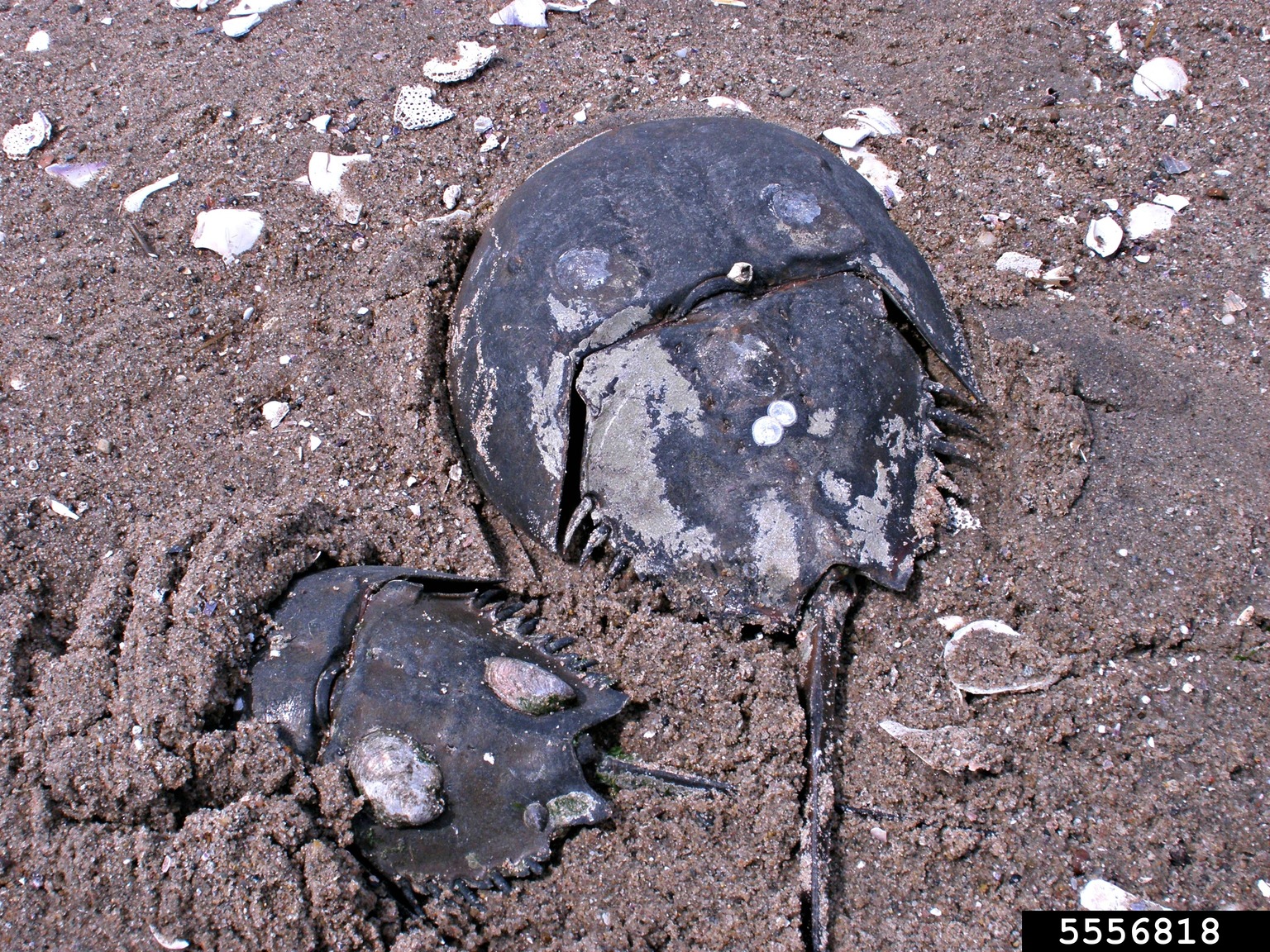 horseshoe crab, Limulus polyphemus (Xiphosura Limulidae) 5556818