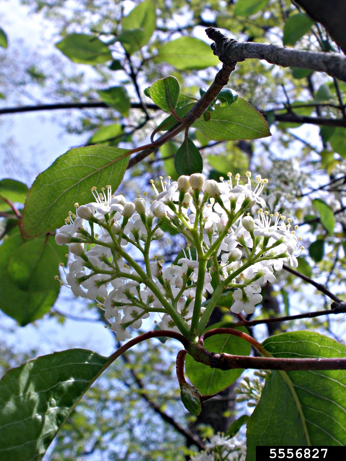 blackhaw viburnum (Viburnum prunifolium)