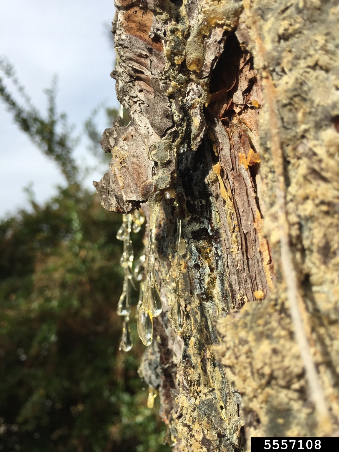 pitch canker (Fusarium circinatum)