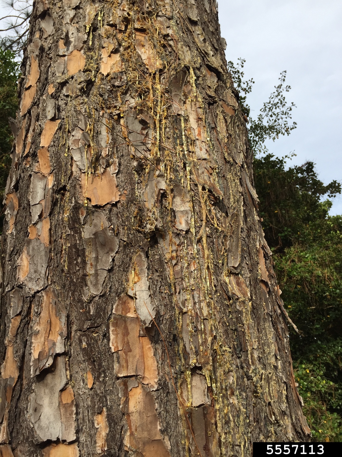 pitch canker (Fusarium circinatum)