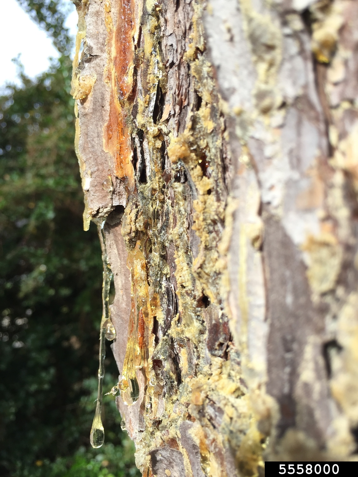 pitch canker (Fusarium circinatum)