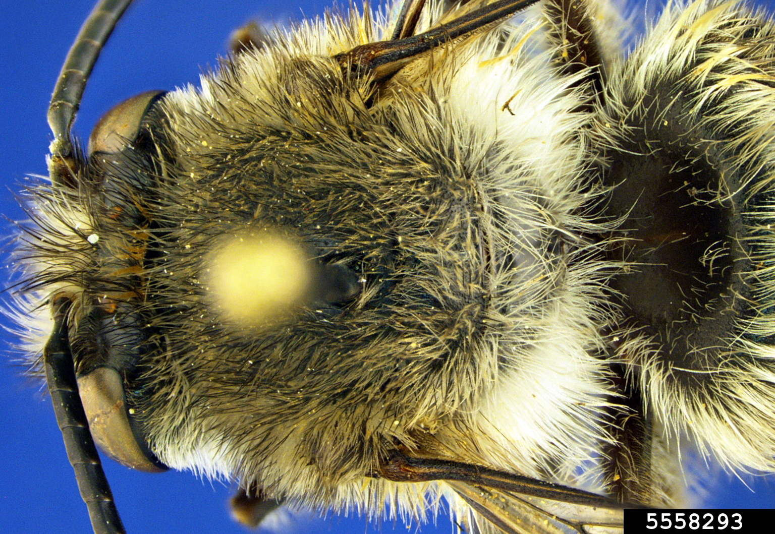 gray digger Bee (Habropoda depressa)