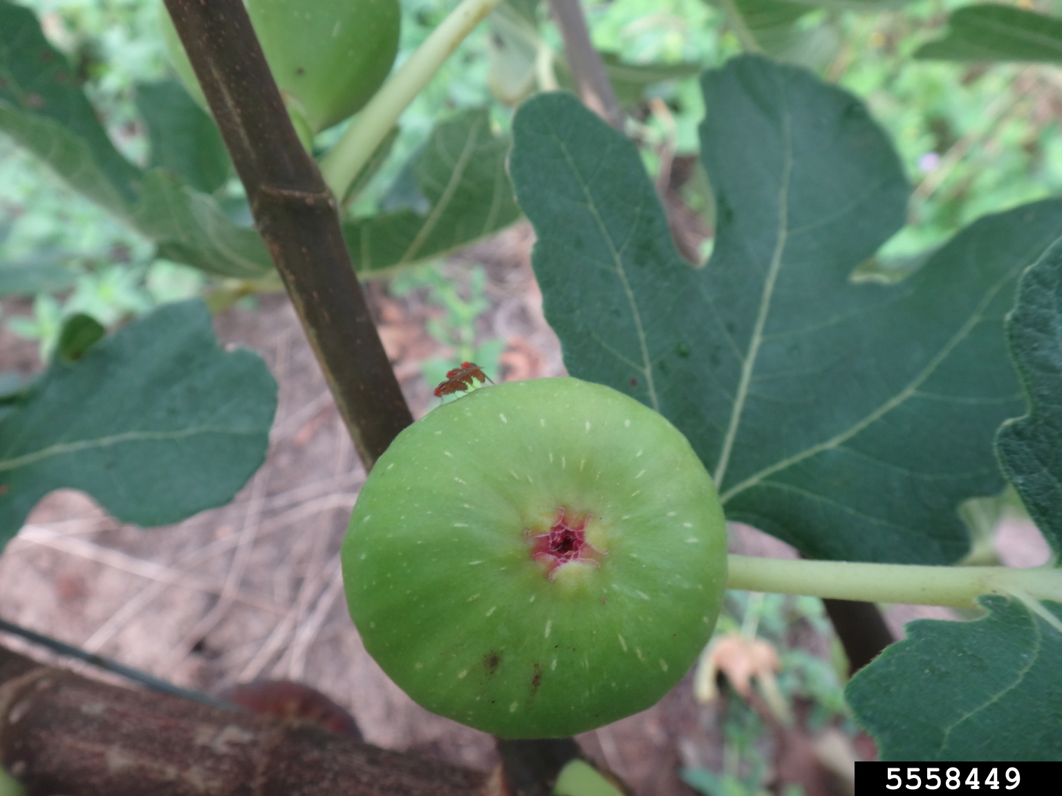 fig fruit fly (Zaprionus indianus)