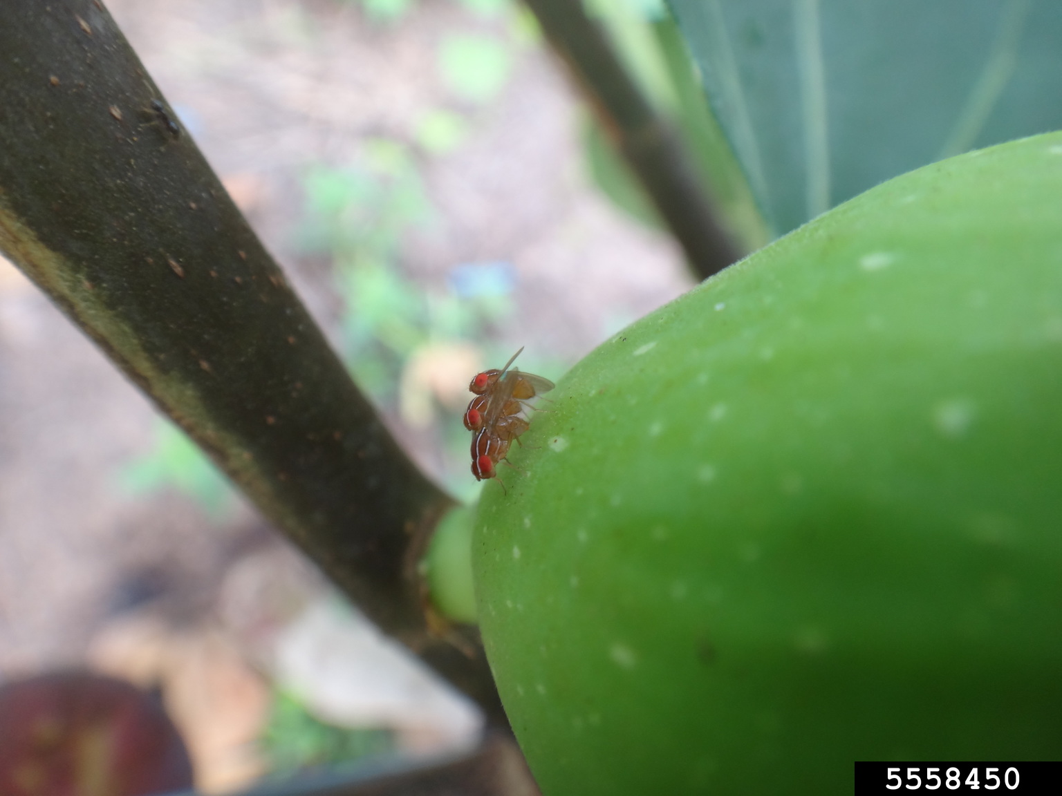 fig fruit fly (Zaprionus indianus)