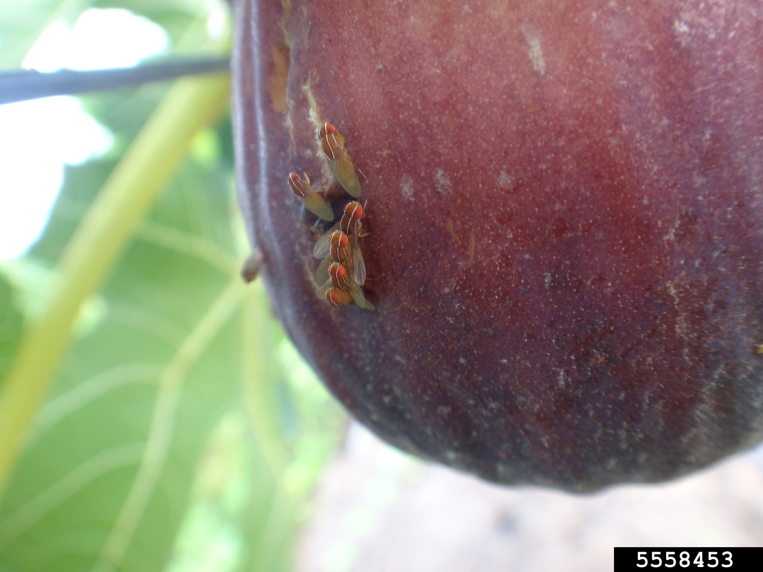 fig fruit fly (Zaprionus indianus)