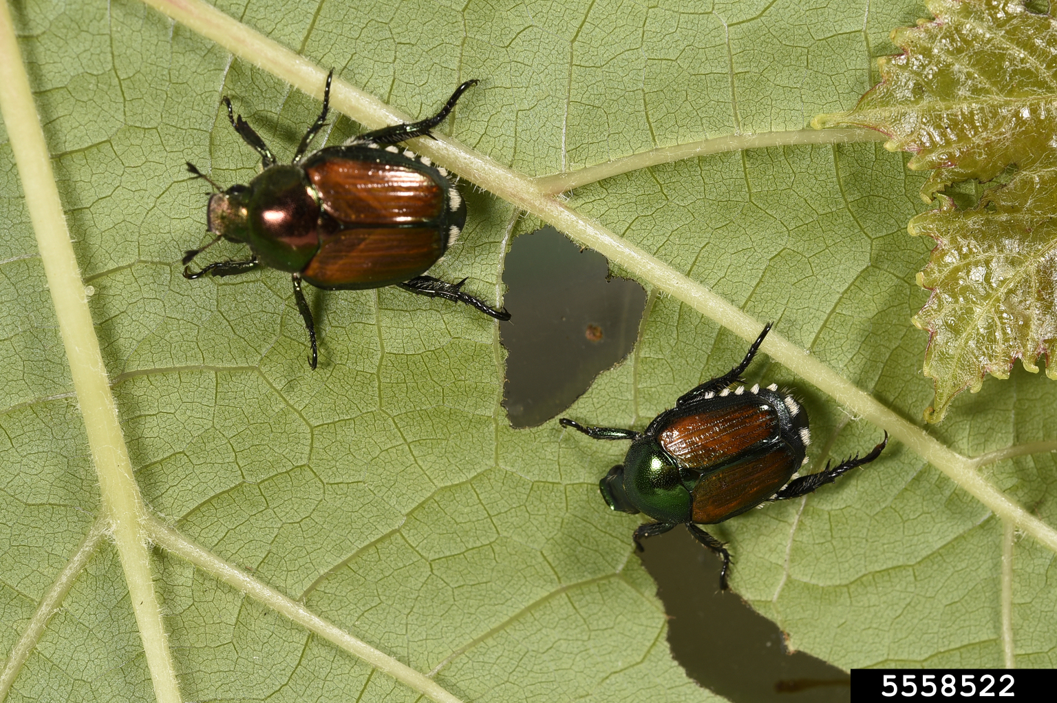 Japanese beetle (Popillia japonica)