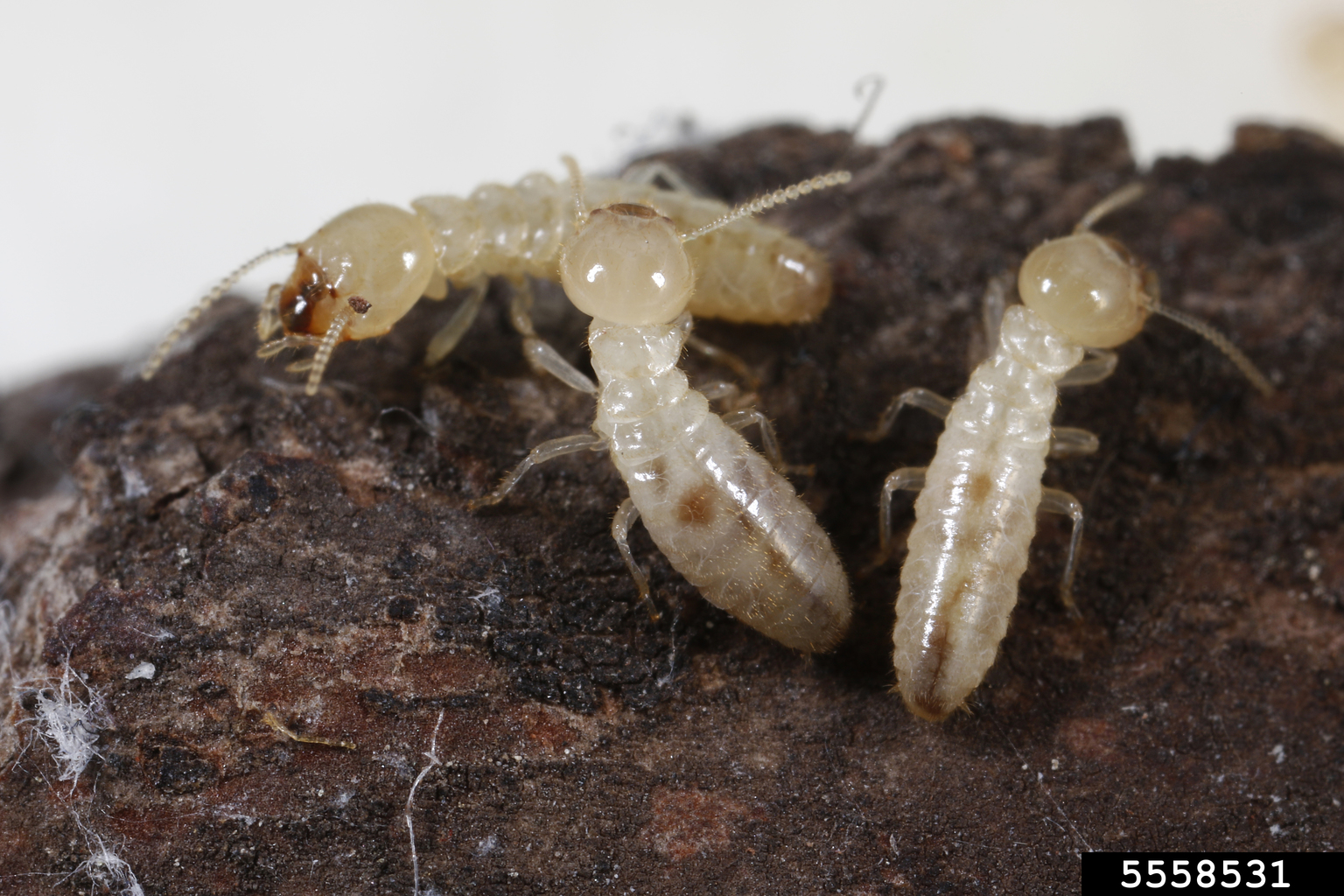 eastern subterranean termite (Reticulitermes flavipes)