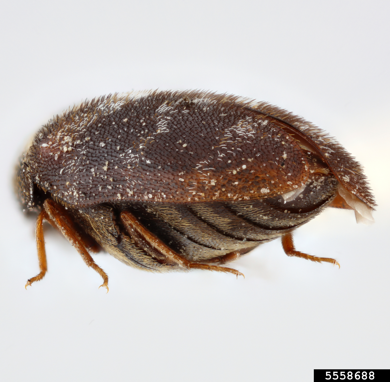 dermestid beetle (Trogoderma boron)