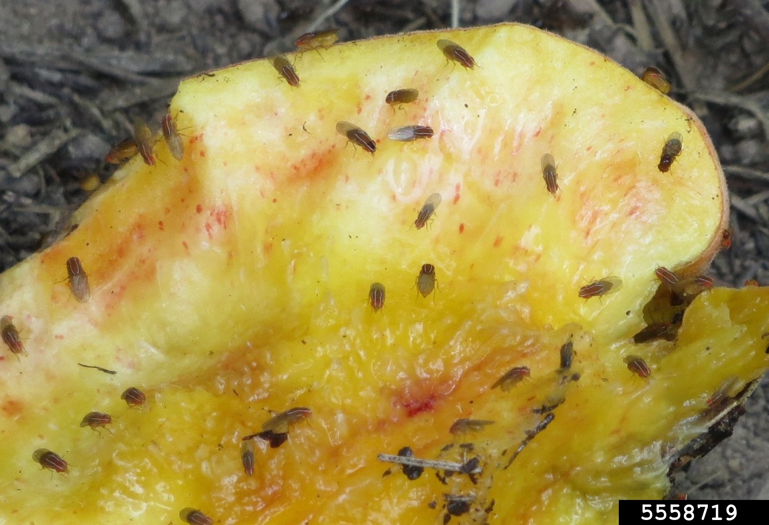 fig fruit fly (Zaprionus indianus)