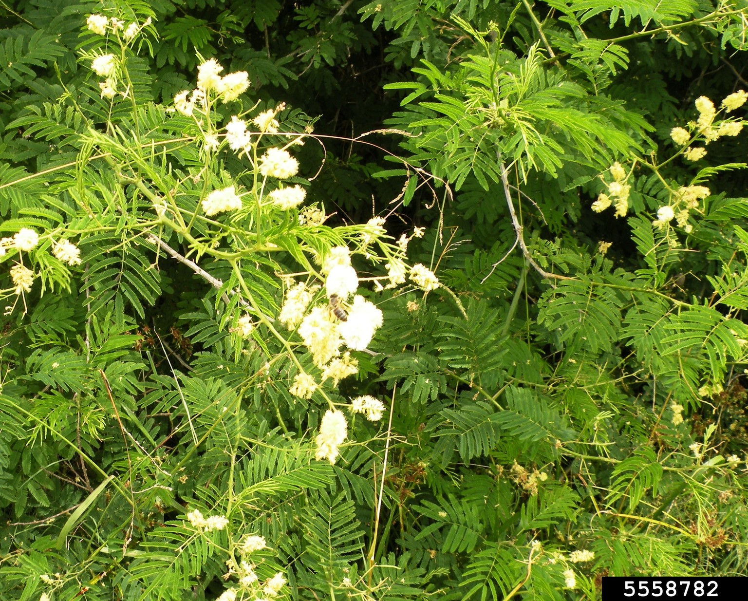 cat's claws (Uncaria tomentosa)