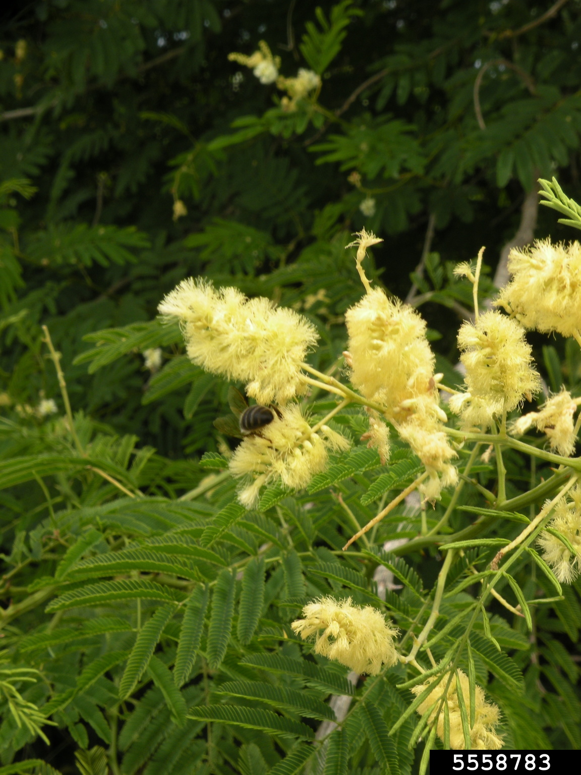 cat's claws (Uncaria tomentosa)