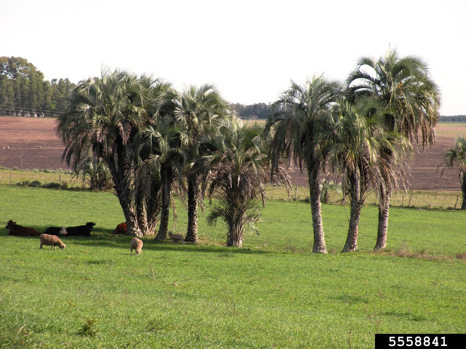 jelly palm, Butia capitata (Arecales: Arecaceae) - 5558841