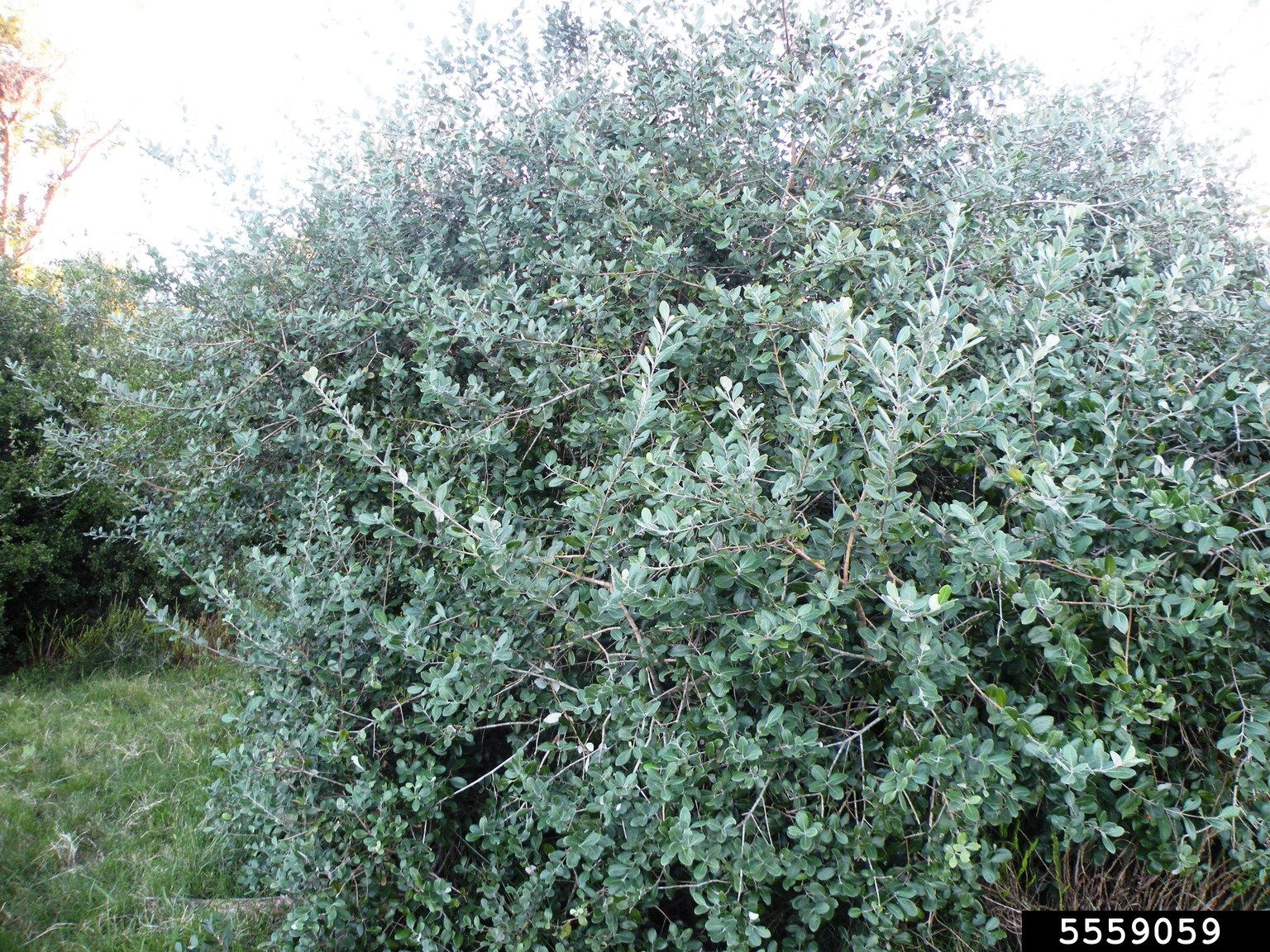 pineappleguava (Acca sellowiana)