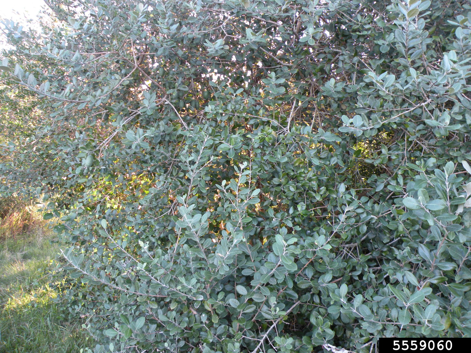 pineappleguava (Acca sellowiana)