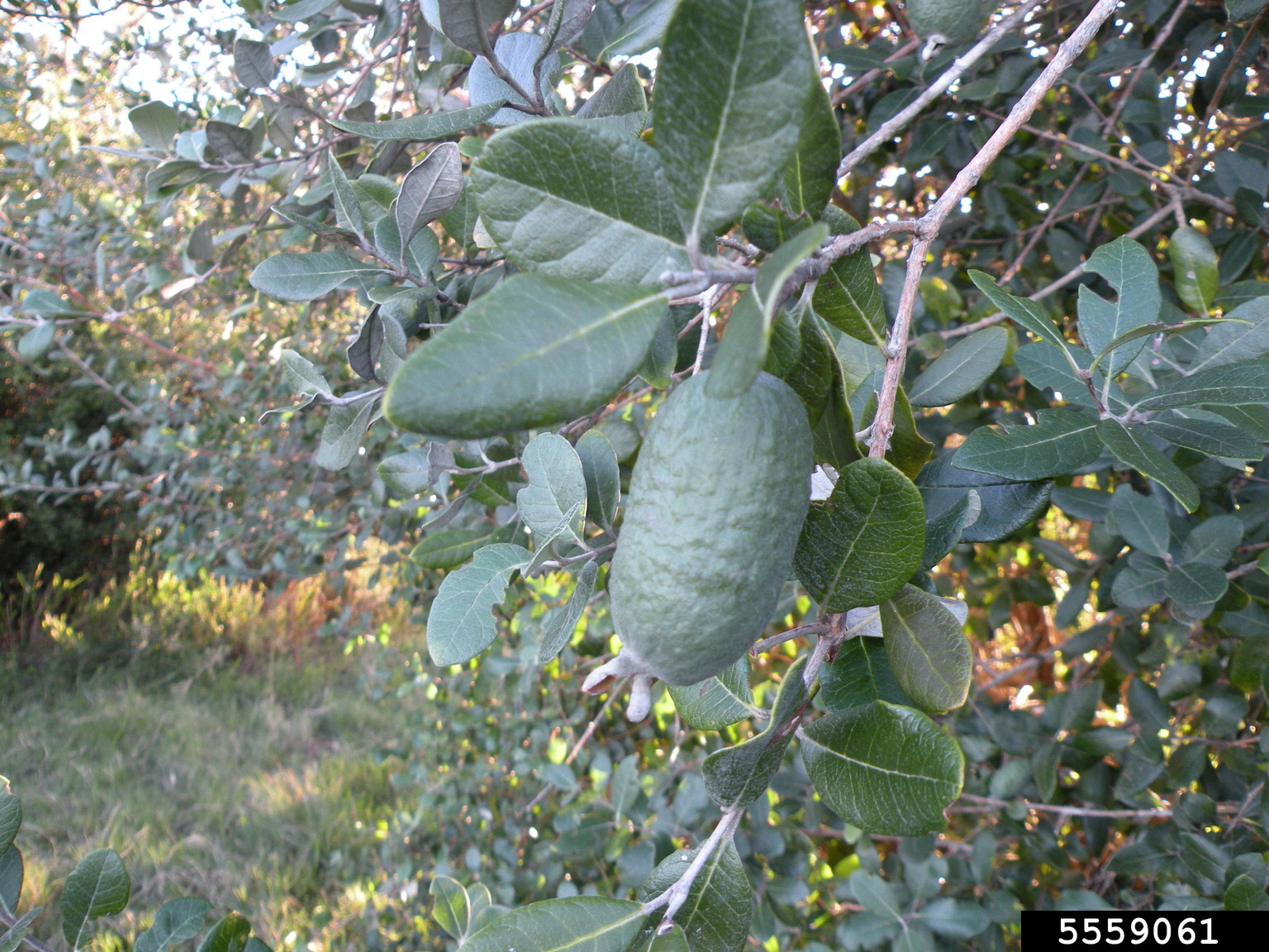 pineappleguava (Acca sellowiana)
