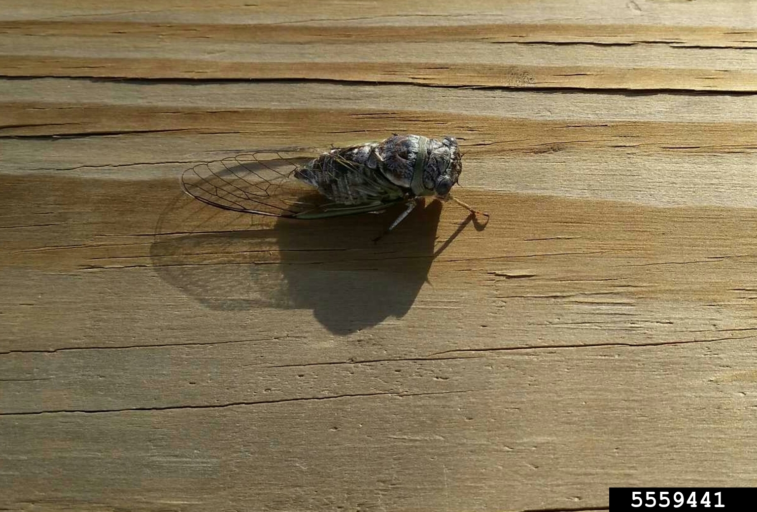 cicadas (Family Cicadidae)