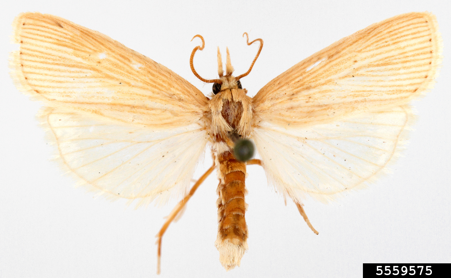 southwestern corn borer (Diatraea grandiosella)