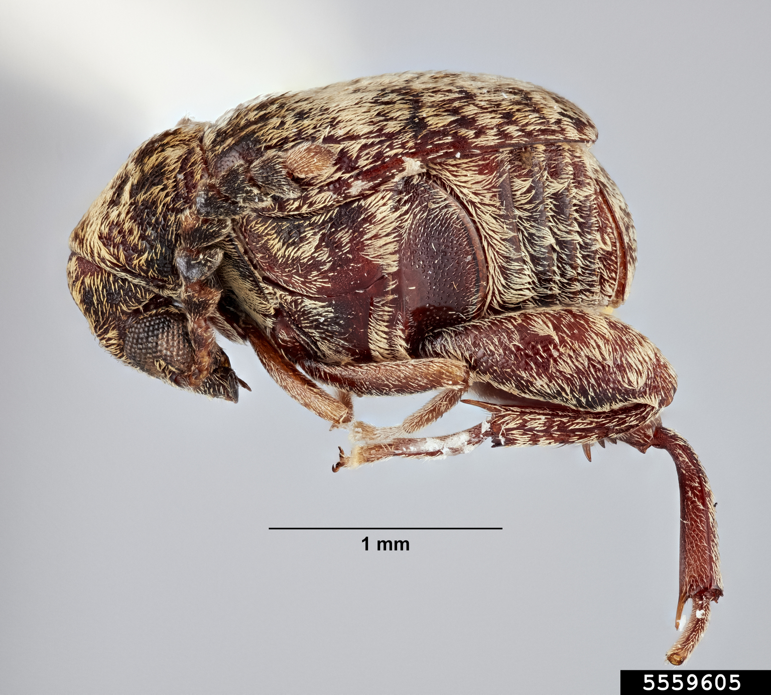 Bean weevil (Acanthoscelides rhynchosiestes)
