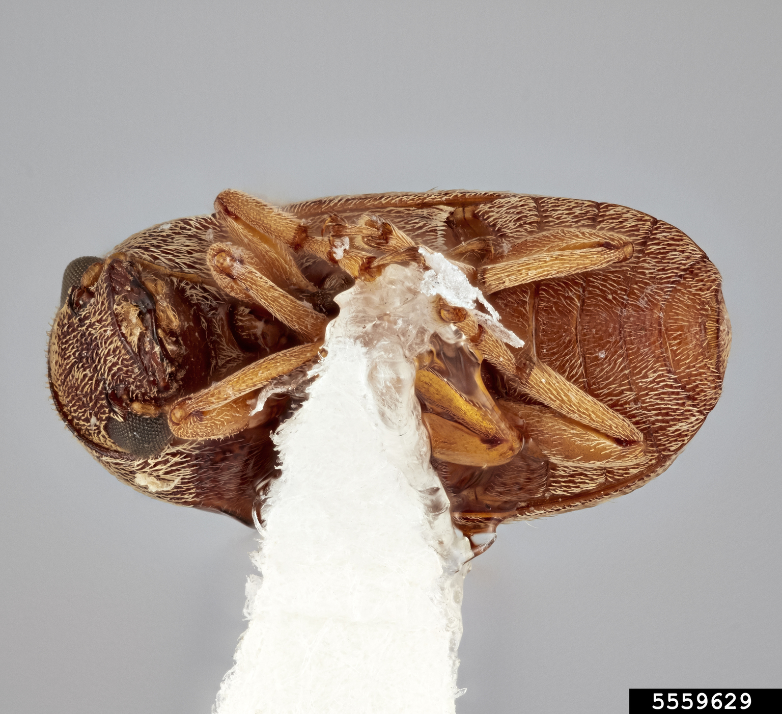 Coffee bean weevil (Araecerus simulatus)