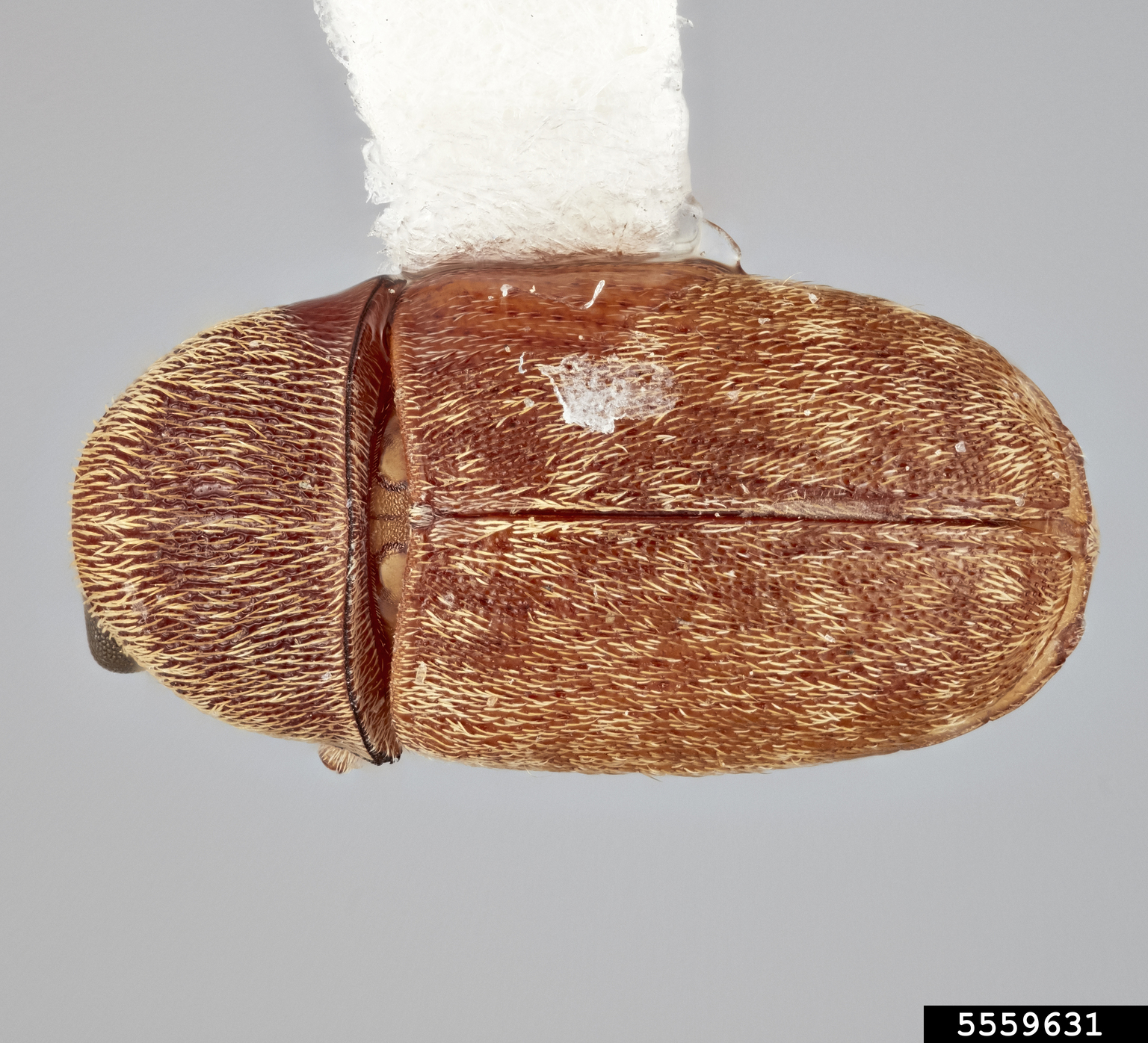 Coffee bean weevil (Araecerus simulatus)