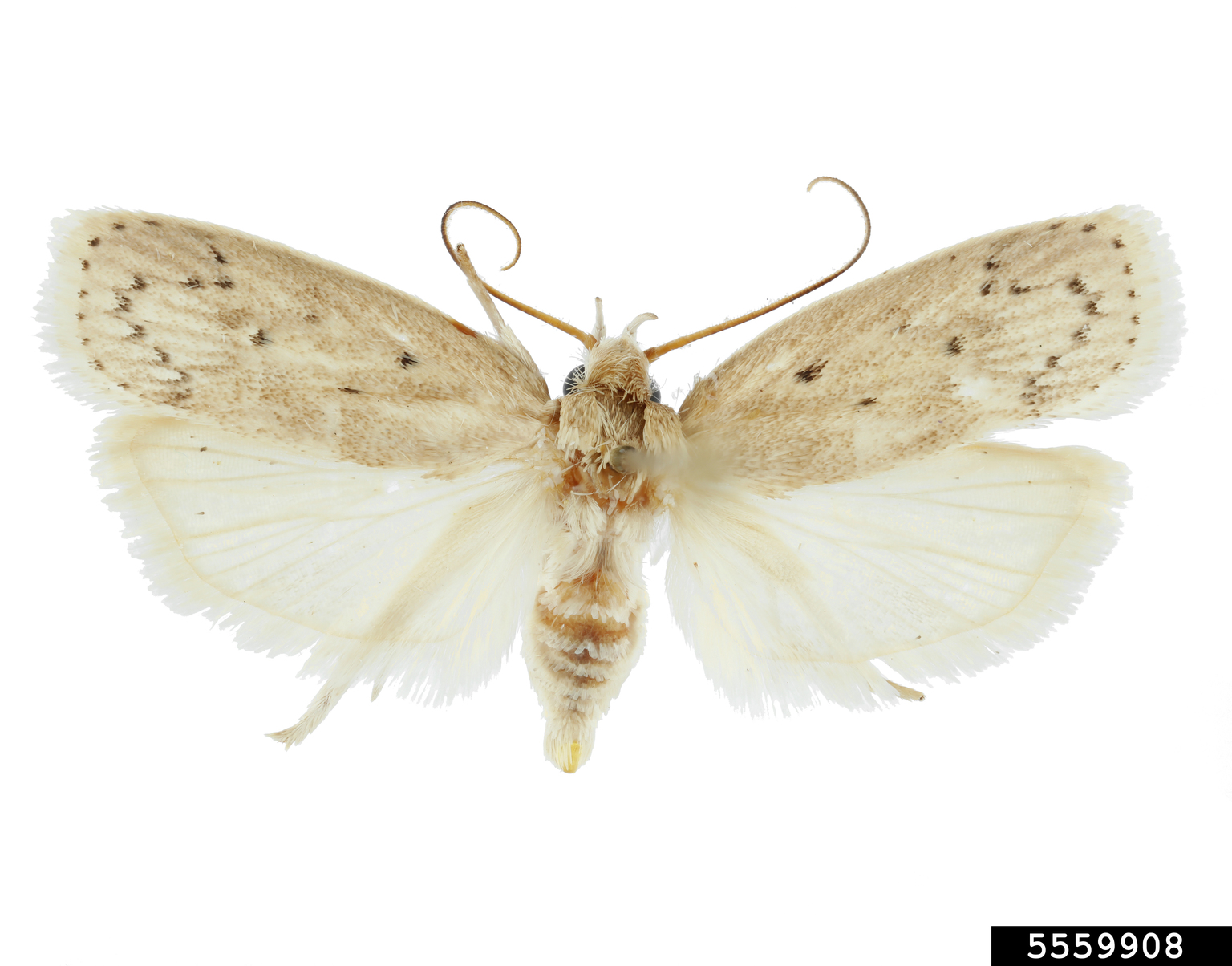 avocado seed moth (Stenoma catenifer)