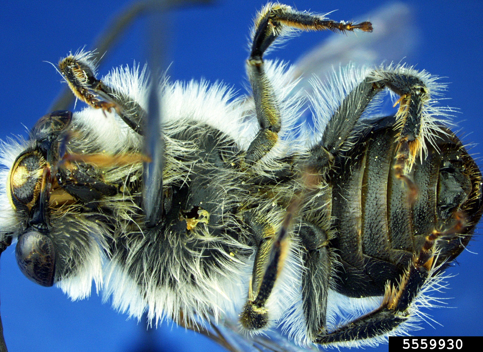 longhorned bee (generic) (Eucera actuosa)