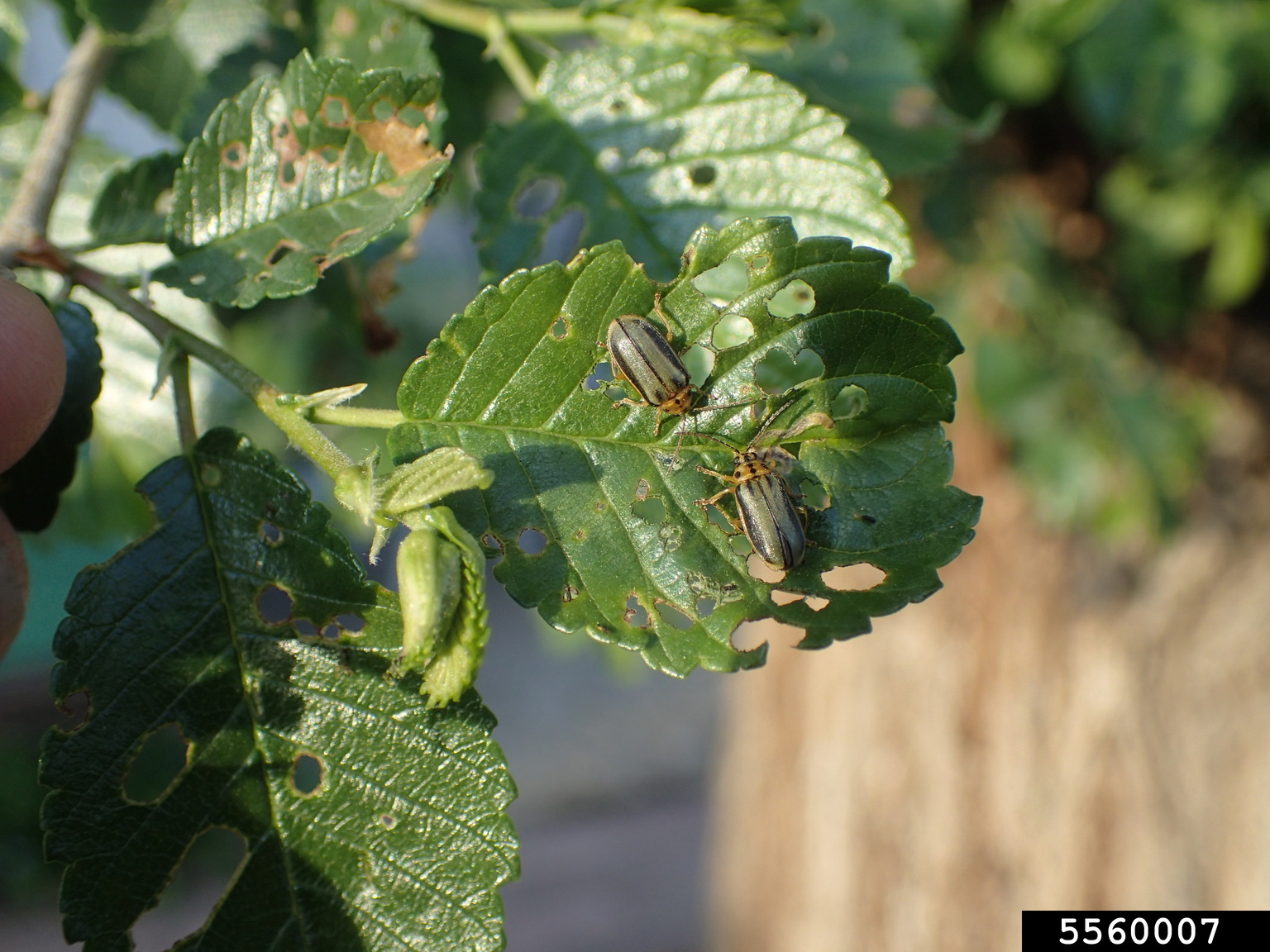 elm leaf beetle (Xanthogaleruca luteola)