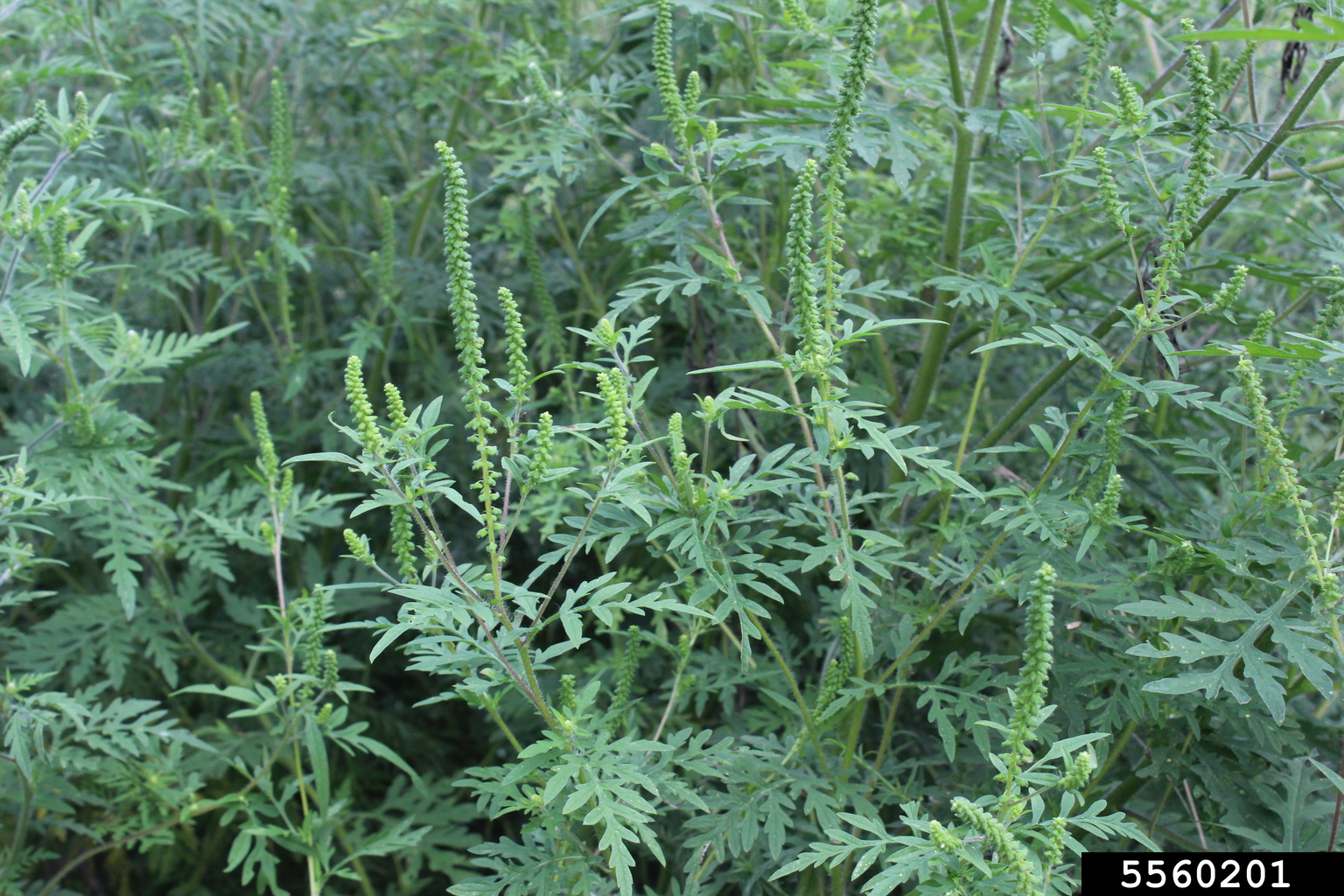 common ragweed (Ambrosia artemisiifolia)