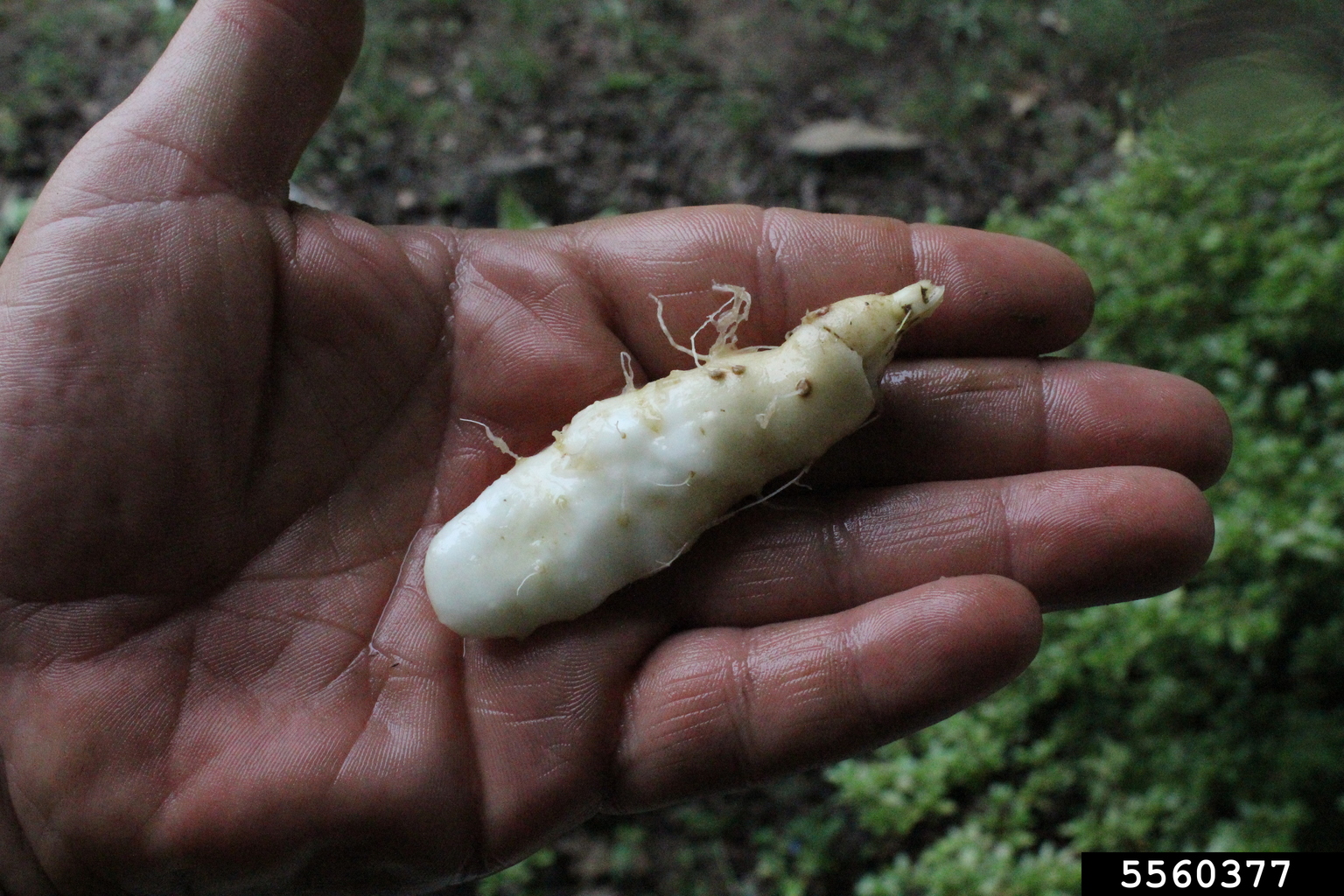 Chinese yam, Dioscorea polystachya (Dioscoreales Dioscoreaceae) 5560377