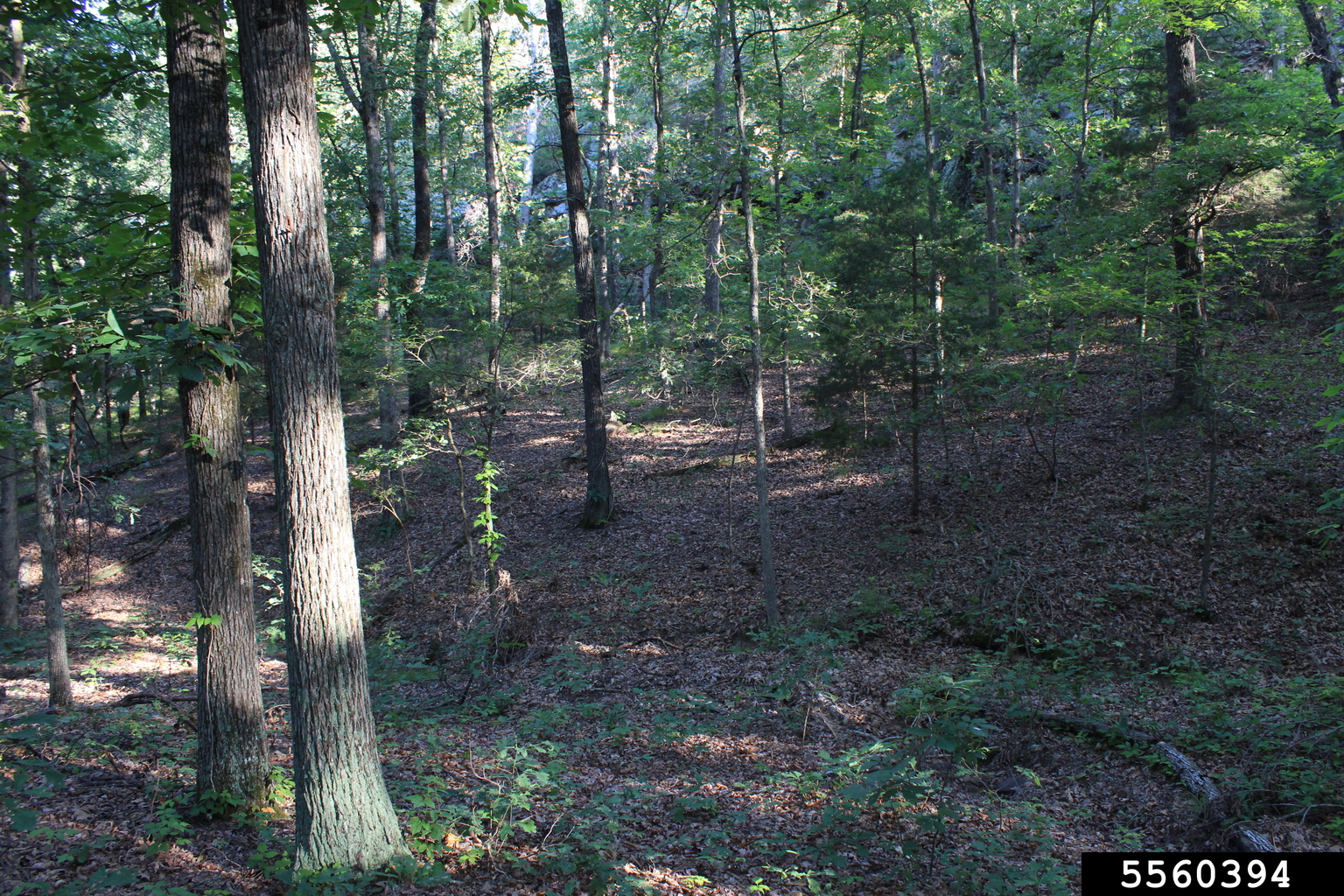 Dry Ridge Forest dry forest