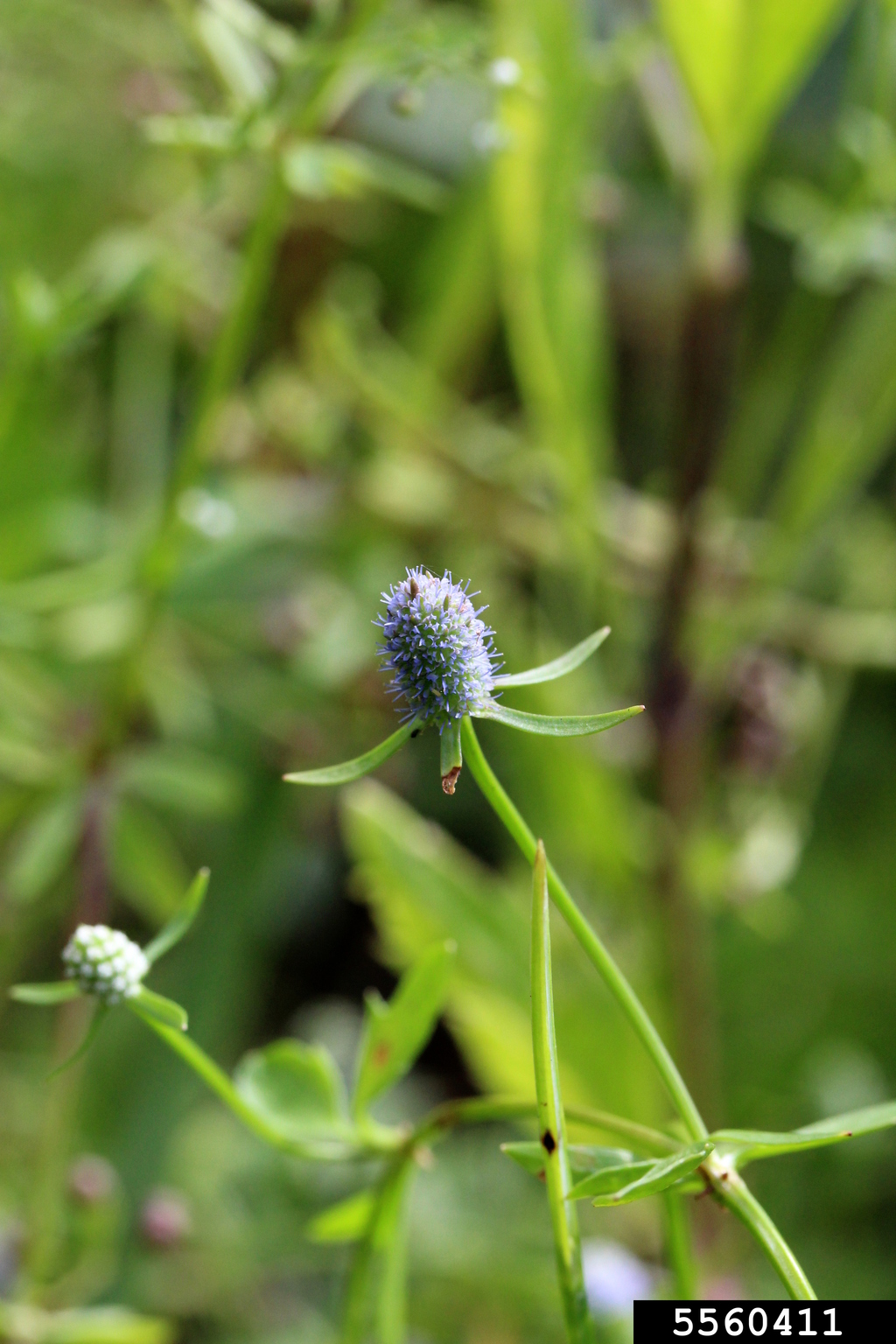 creeping eryngo (Eryngium prostratum)