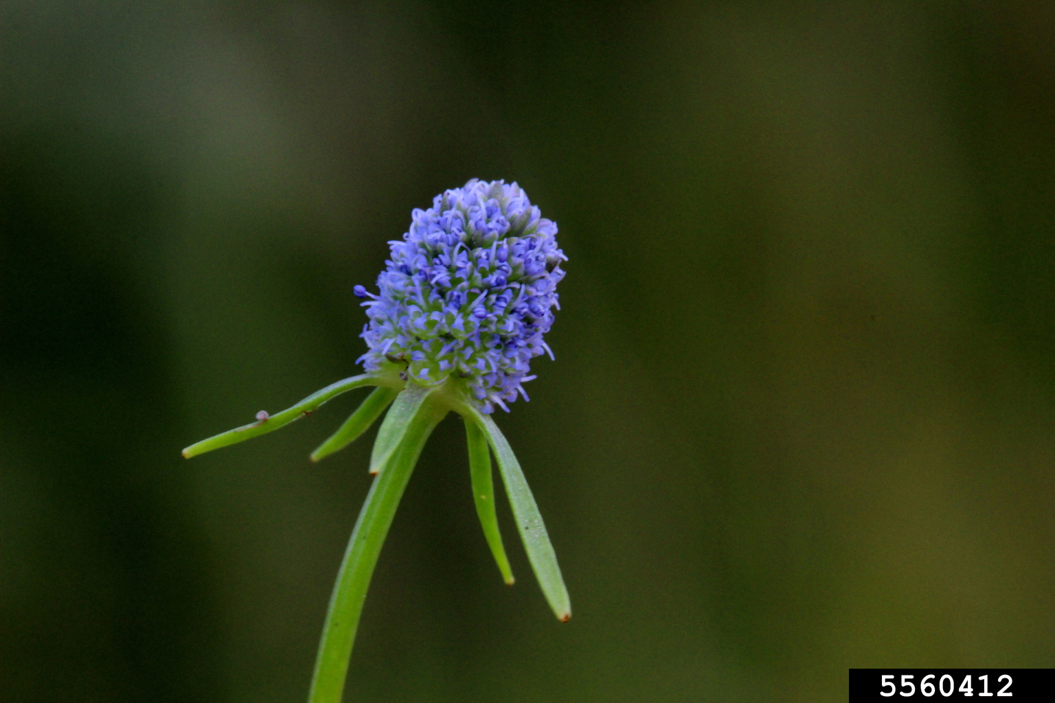 creeping eryngo (Eryngium prostratum)