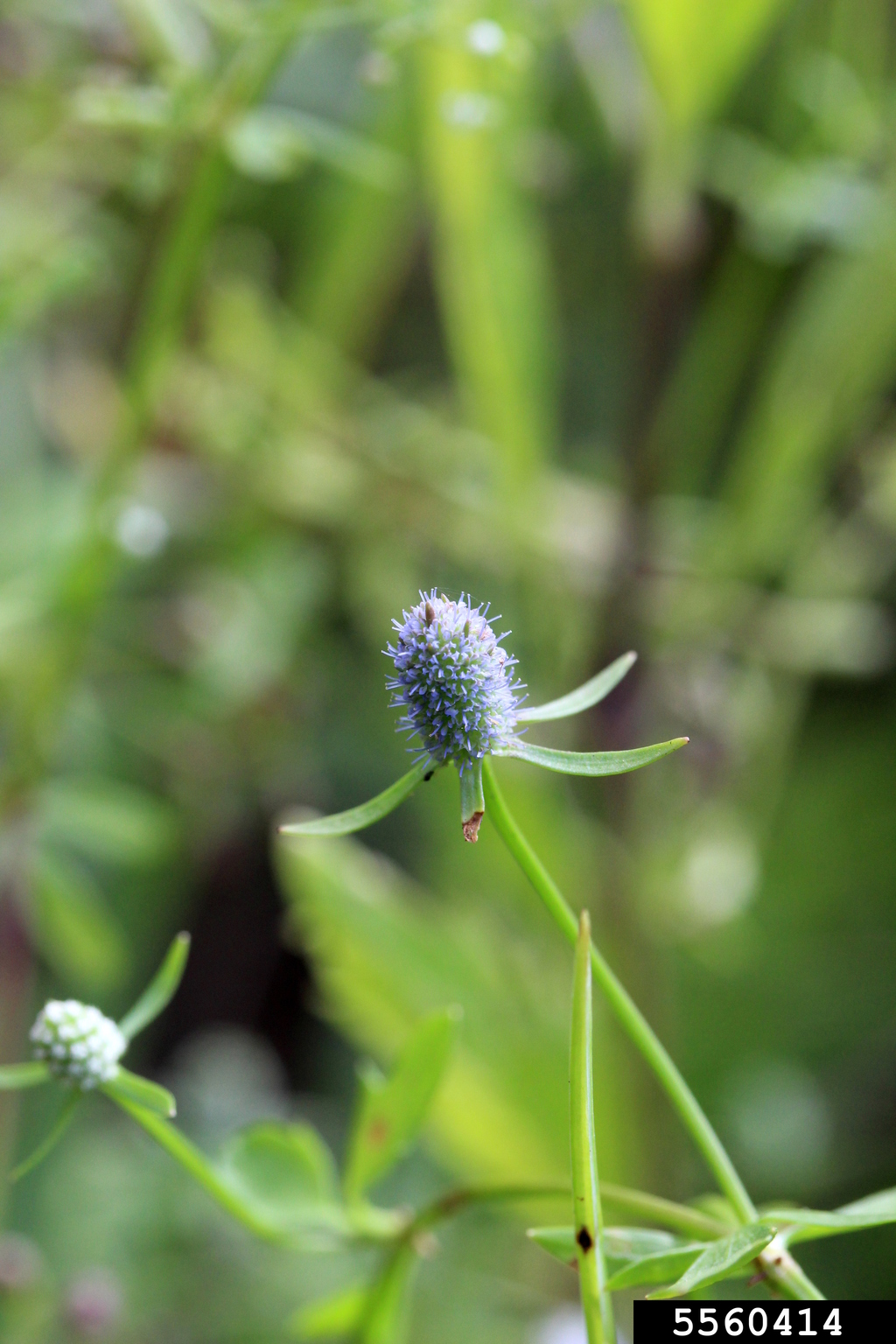 creeping eryngo (Eryngium prostratum)