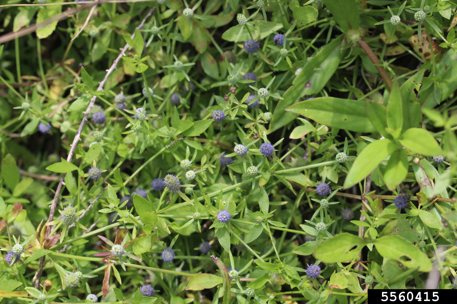 creeping eryngo (Eryngium prostratum)