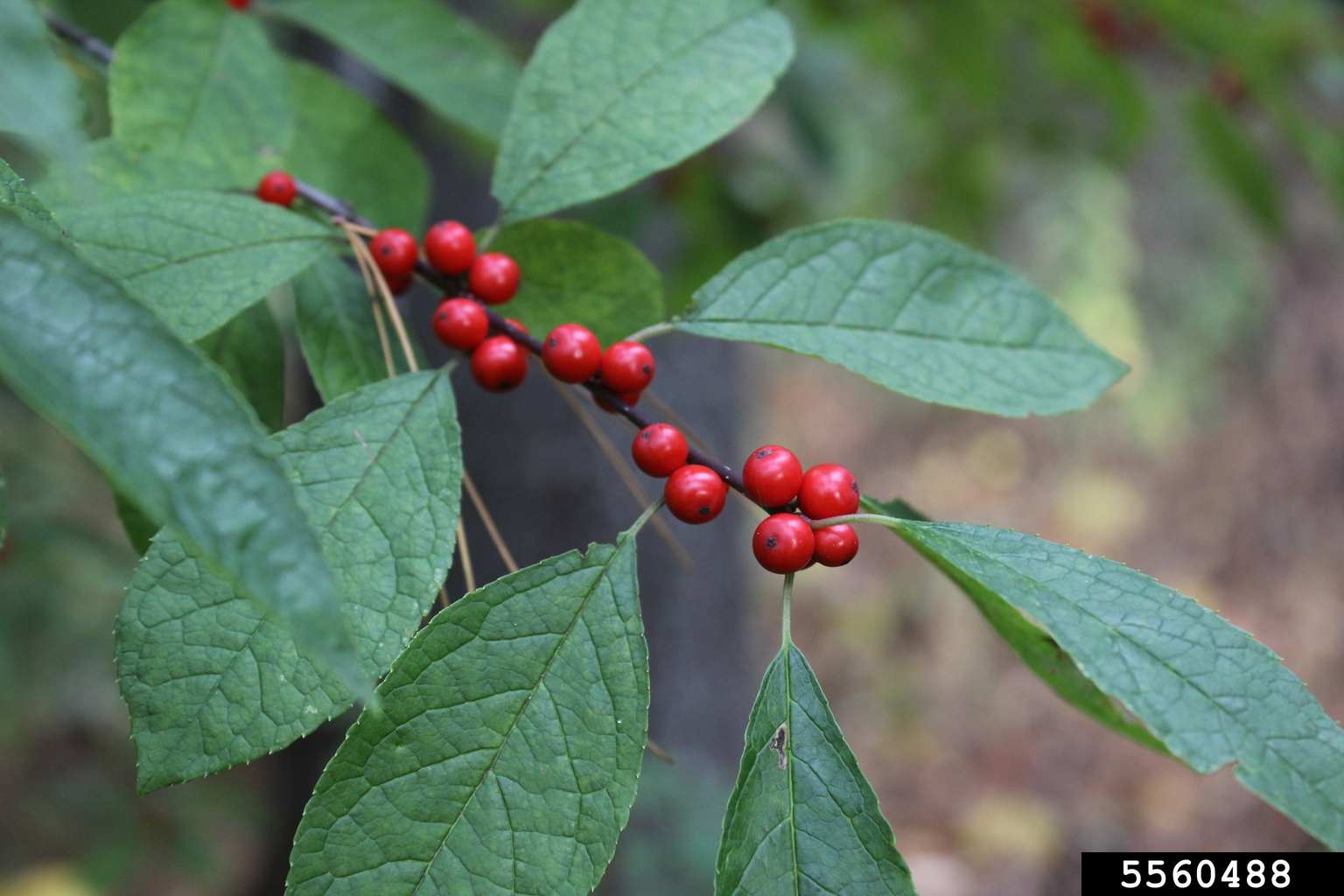 common winterberry (Ilex verticillata)