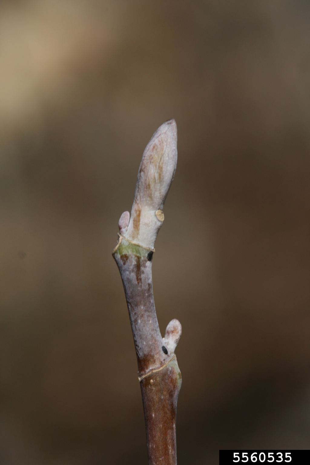 yellowpoplar (Liriodendron tulipifera)