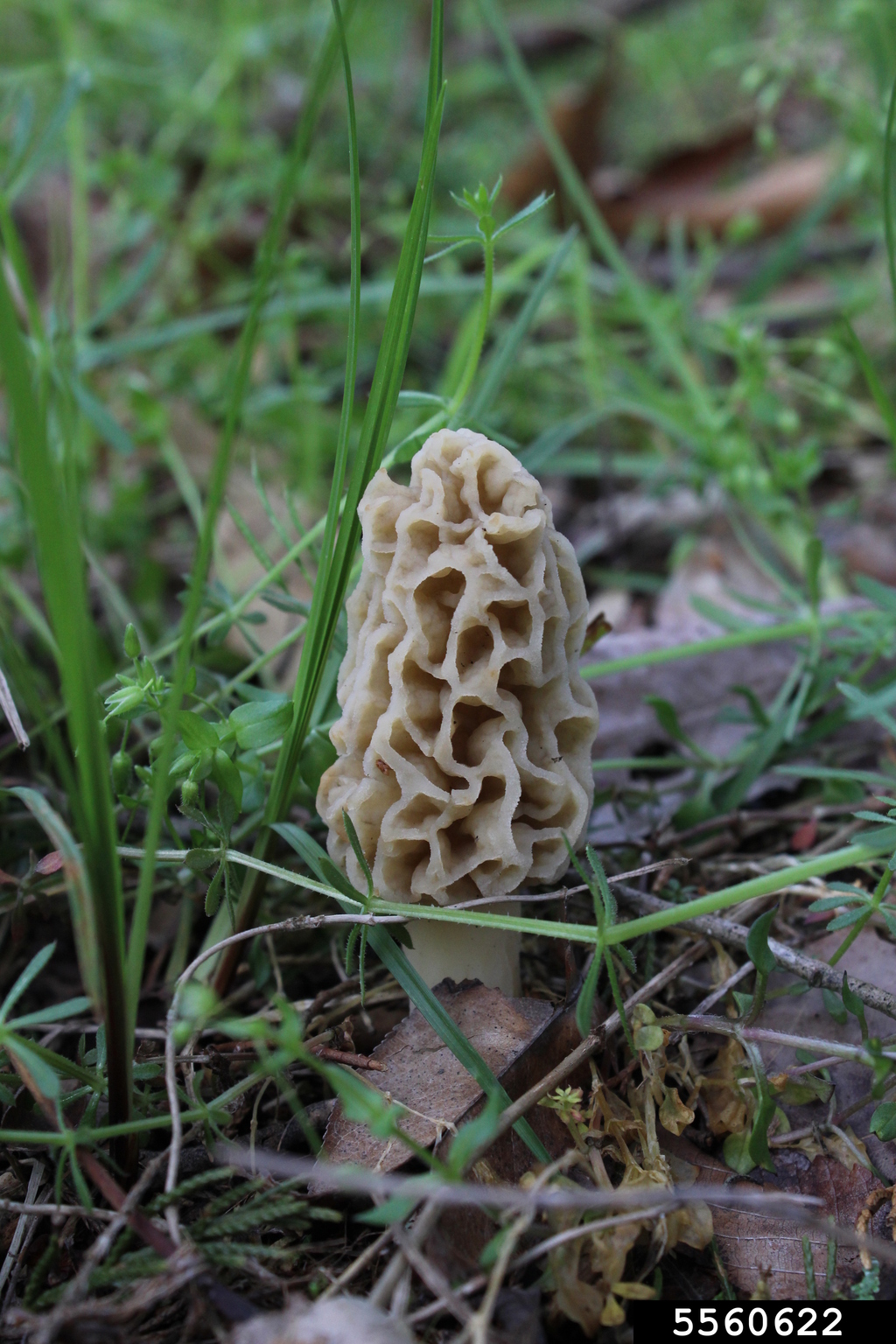 yellow morel (Morchella esculenta)