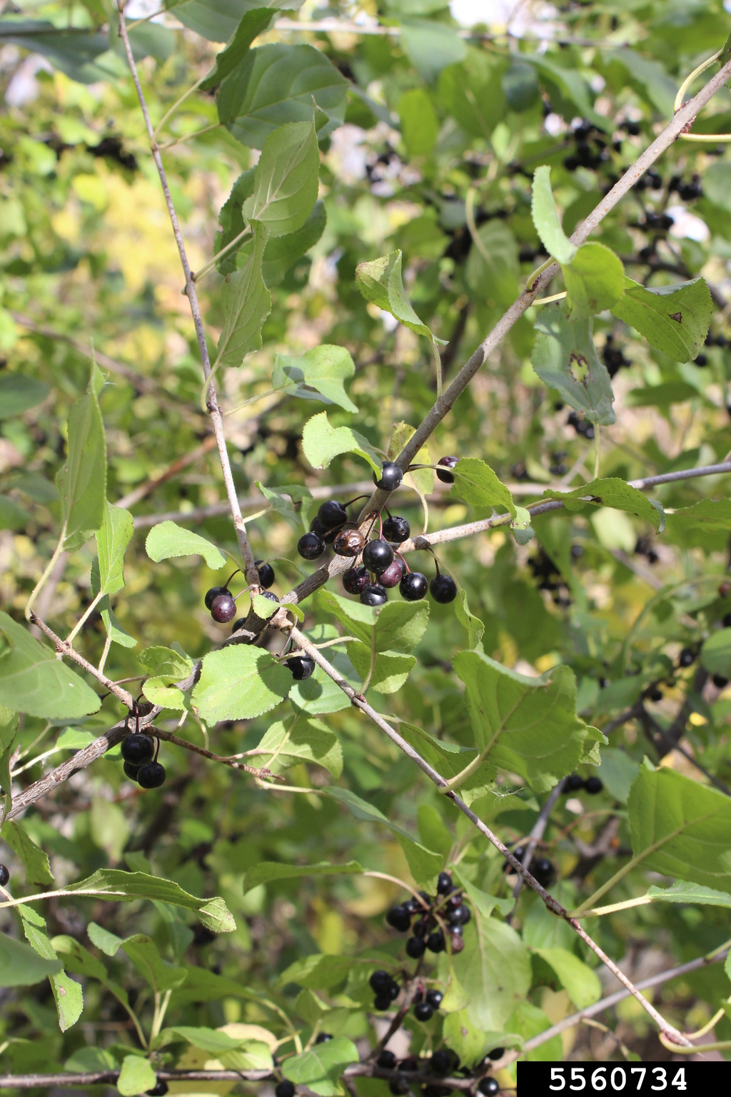 common buckthorn, European buckthorn (Rhamnus cathartica)