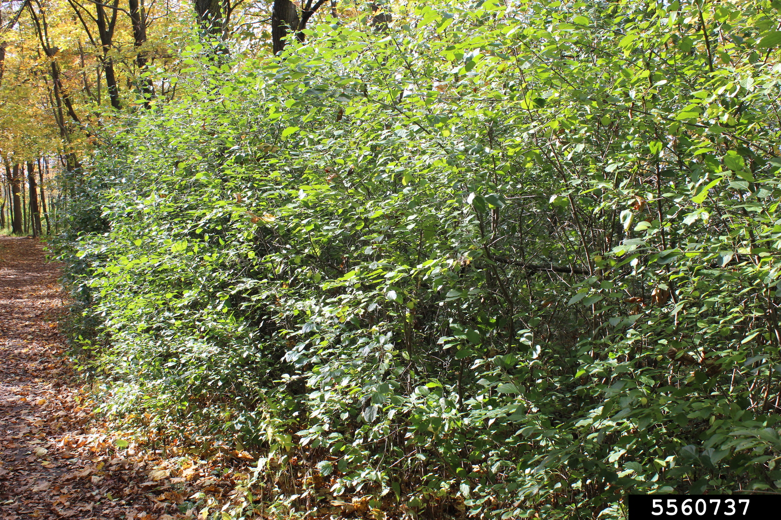 common buckthorn, European buckthorn (Rhamnus cathartica)