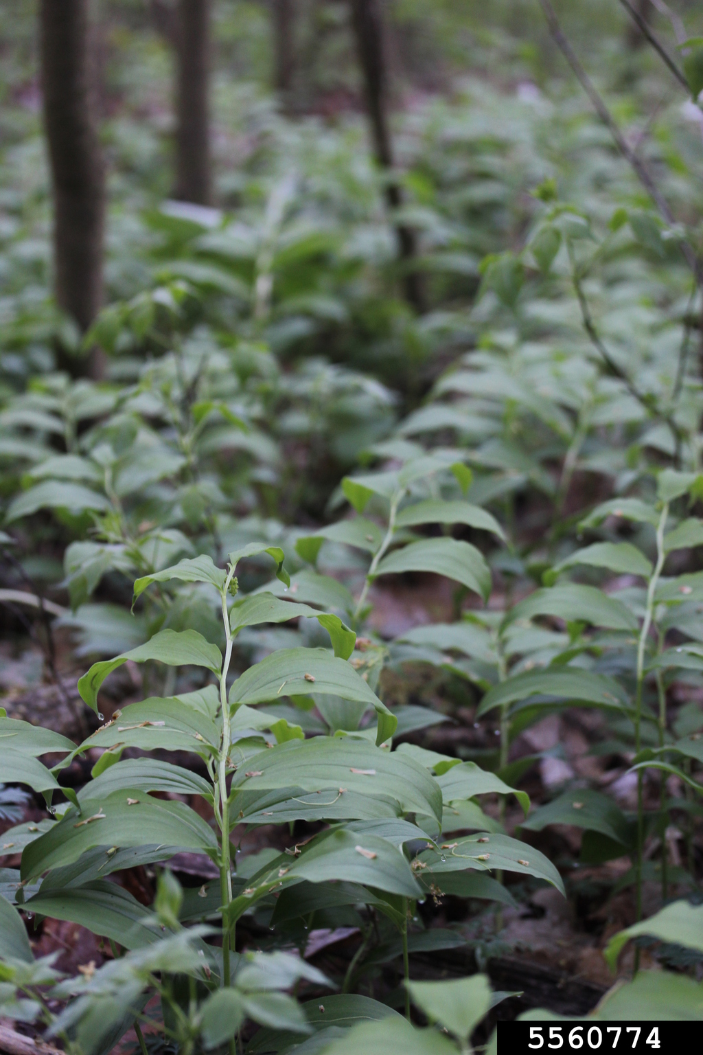 feathery false lily of the valley (Maianthemum racemosum ssp. racemosum)