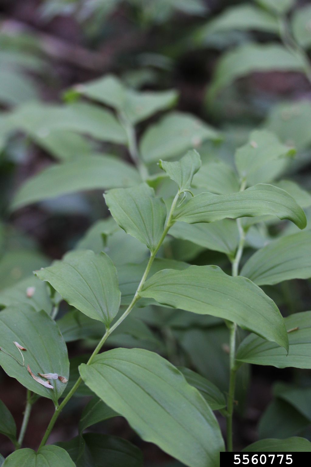 feathery false lily of the valley (Maianthemum racemosum ssp. racemosum