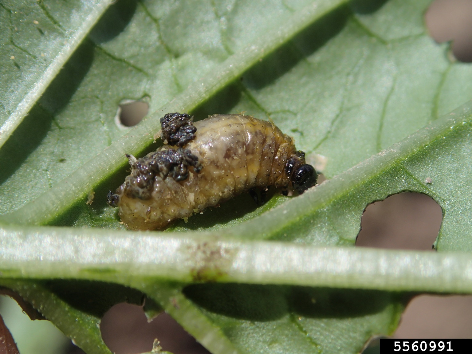 tomatillo leaf beetle (Lema trivittata)