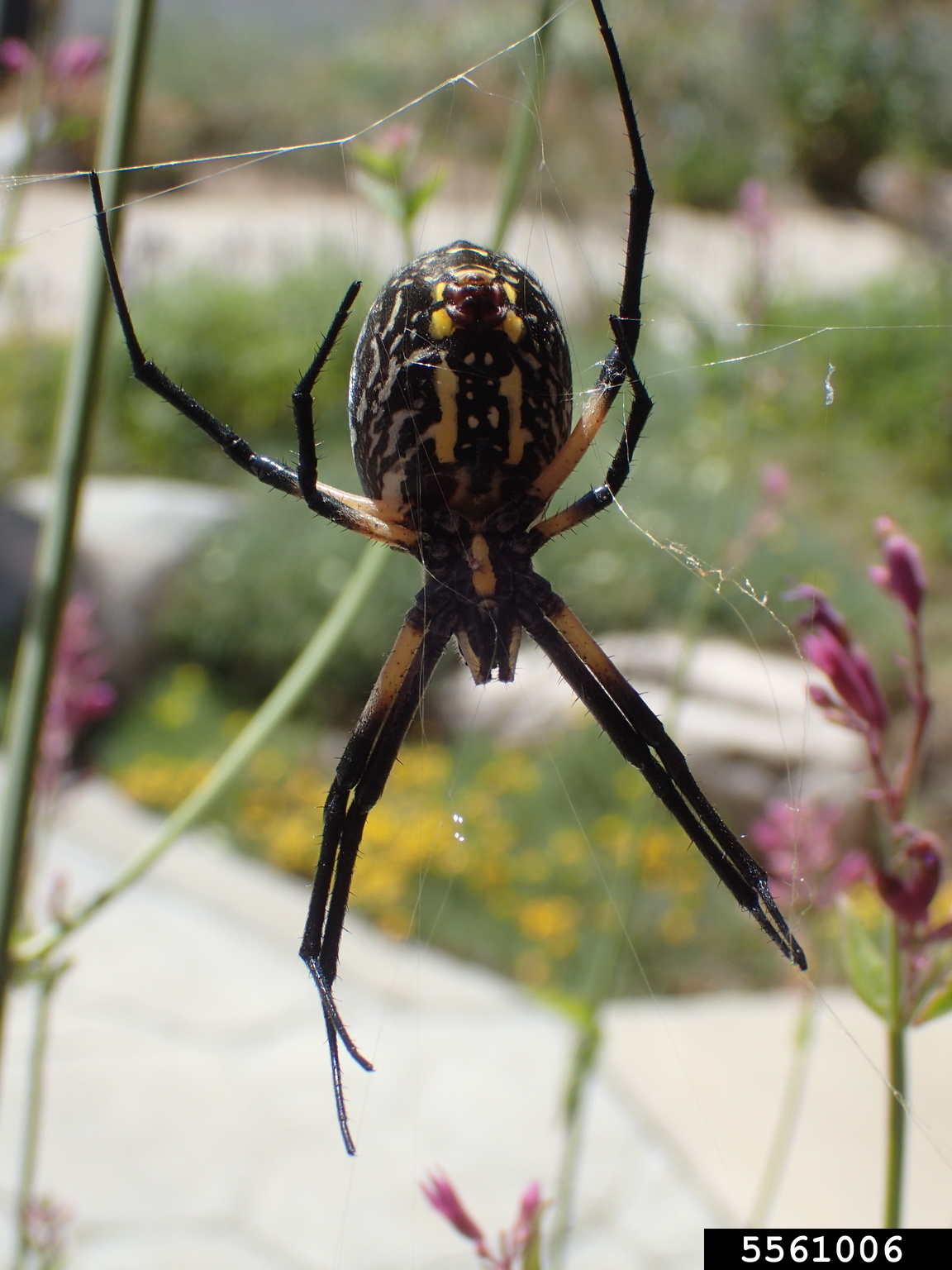 yellow garden spider (Argiope aurantia Lucas), image size:1152x1536