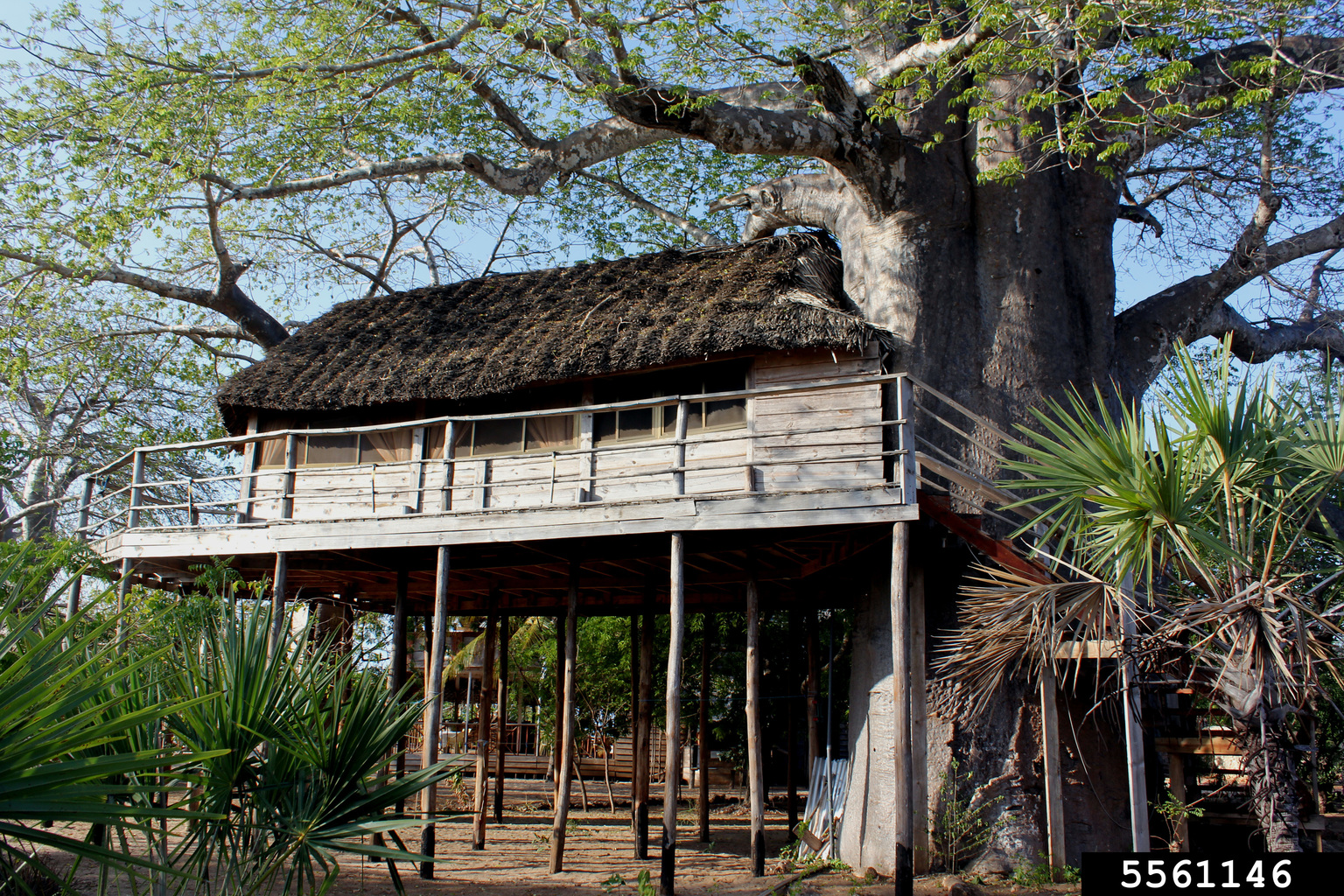 baobab tree/ monkey bread tree (Adansonia digitata)