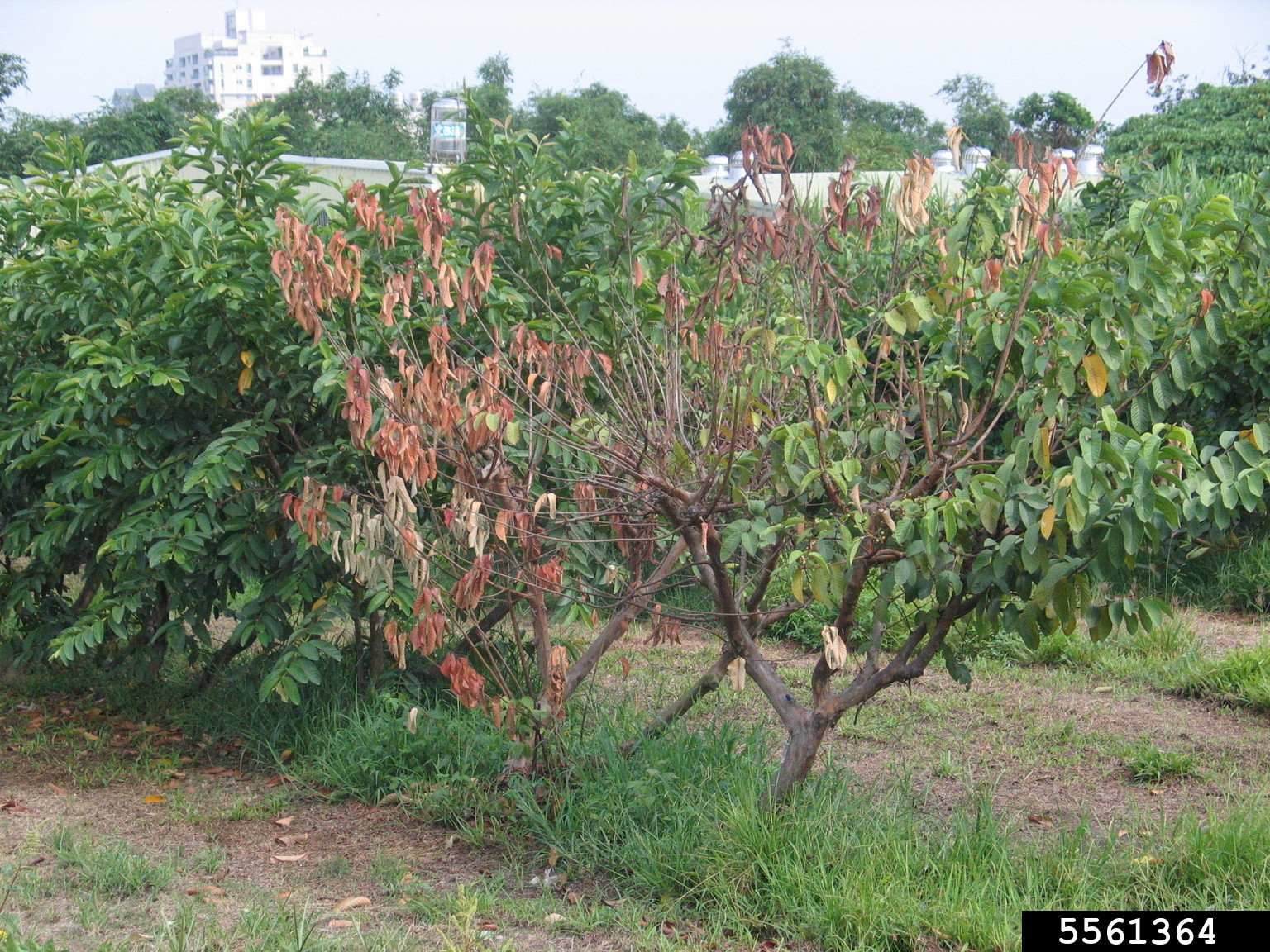 Guava Wilt Disease (Nalanthamala psidii)