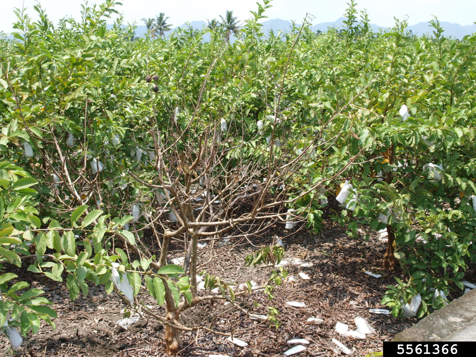Guava Wilt Disease (Nalanthamala psidii)