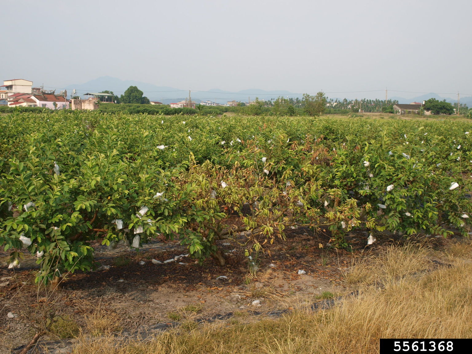 Guava Wilt Disease (Nalanthamala psidii)