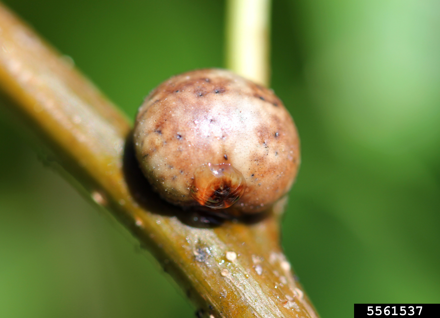 pin oak kermes (Allokermes galliformis)