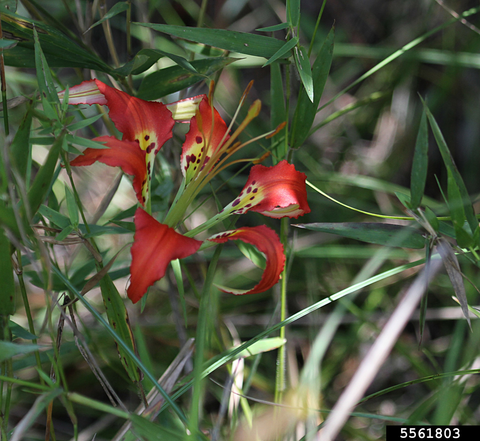 pine lily (Lilium catesbaei)