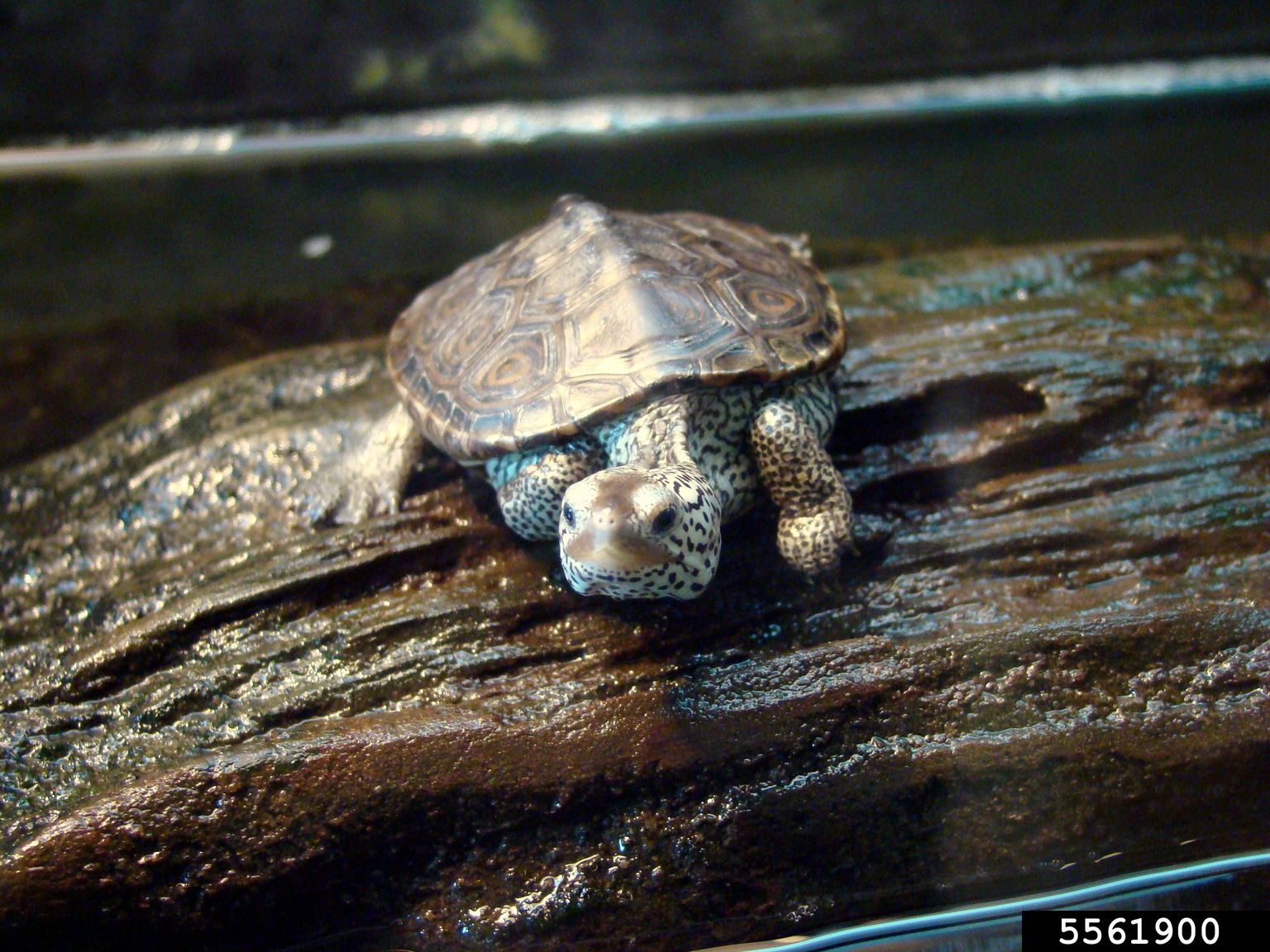 diamondback terrapin (Malaclemys terrapin)